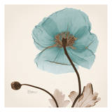 Iceland Poppy Believe