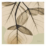 Eucalyptus