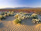 Flowers Growing on Dessert Landscape  Sonoran Desert  Anza Borrego Desert State Park  California