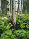Quaking Aspen and Cow Parsnip  White River National Forest  Colorado  USA