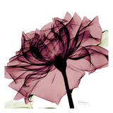 Chianti Rose