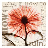 Chrysanthemum Life