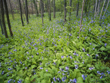Virginia Bluebells Growing in Forest  Jessamine Creek Gorge  Kentucky  USA