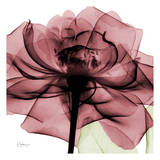 Chianti Rose