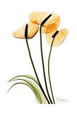 Anthurium