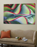 Red-Tipped Leaves of Kalanchoe