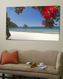 Pohutukawa Tree in Bloom and New Chums Beach  Coromandel Peninsula  North Island  New Zealand