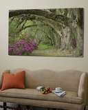 Oak Trees Above Azaleas in Bloom  Magnolia Plantation  Near Charleston  South Carolina  USA