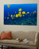 Masked Butterfly Fish