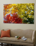 Colorful Trees in Fall  Autumn  Low Angle View