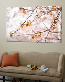 Cherry Blossums (Sakura) Near Shizunai