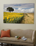Field of Sunflowers with Holm Oaks
