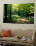 Track Leading Through Lanhydrock Beech Woodland with Bluebells in Spring  Cornwall  UK