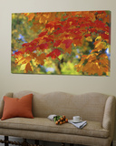 Fall Foliage  Guilford  Baltimore City  Maryland  USA