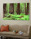 Trail  Avenue of the Giants  Founders Grove  California  USA