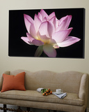Lotus Flower (Nelumbo Lutea)
