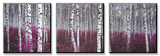 Silver Birch Forest  China