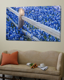 Bluebonnets Along Fenceline