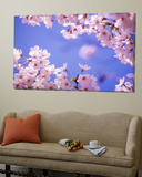 Cherry Blossoms and Blue Sky