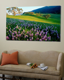 Carmel Valley in Spring