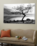 Solitary Tree on the Shore of Loch Etive  Highlands  Scotland  UK