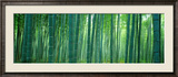 Bamboo Forest  Sagano  Kyoto  Japan