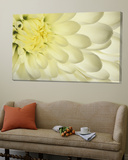 Close-Up of a White Chrysanthemum Flower