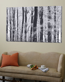 Winter Trees and Frost  Gloucestershire  UK