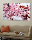 Japanese Cherry Blossom