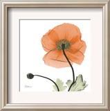 A Gift of Flowers in Orange