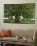 The Oak of Flagey  Called Vercingetorix