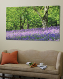 Bluebells in Woods  Springtime