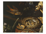 Nest of Redstarts with White Head  Detail