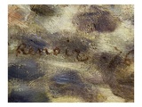 Renoir's Signature  from Le Balancoire  the Swing  1876  Detail