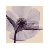 Hellebore