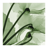 Cyclamen