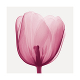 Tulips B (Positive)