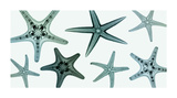 Starfish Collection (Teal)
