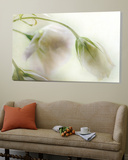 Study of Wilting White Flowers