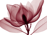 Red Magnolia