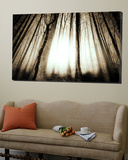 Sunlight Shining through Dense Forest