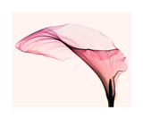 Giant Calla