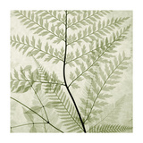 Ferns II