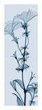 Tall Petunia