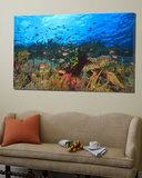 Schooling Anthias Fish  Wetar Island  Banda Sea  Indonesia