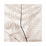 Ferns II