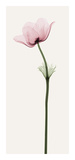 Anemone II