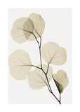 Eucalyptus Leaves