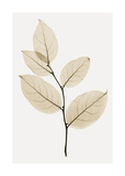 Salal