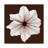 Clematis